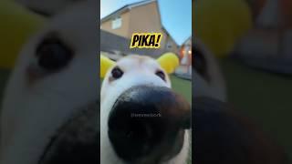 Pikachu Bork #cutenessoverload