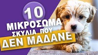 10 Μικρόσωμα Σκυλιά που Δεν Μαδάνε!