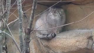 雪に雨が混じっているのヨ〜 だからココなのっとポリーちゃん　マヌルネコ　那須どうぶつ王国にて　2024年12月6日