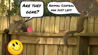 Cat Watching Squirrel!