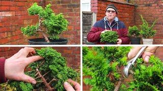 Developing Hinoki Cypress Bonsai from nursery stock