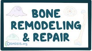 Bone remodeling and repair