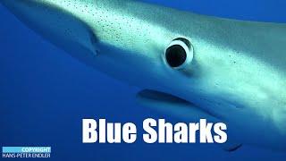 Dive Azores #01 - Blue Sharks - Hans-Peter Endler