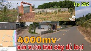 SẴN VƯỜN TRÁI CÂY 100M MẶT TIỀN MÀ GIÁ CHỈ 2TY8 RẤT THÍCH HỢP ĐẦU TƯ HOẶC MUA ĐỂ DÀNH LÀM NHÀ VƯỜN