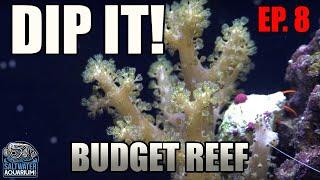 Dipping Your CORALS - How to Avoid Reef Tank Pests - Beginner Budget Reef Tank