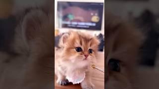 Cat meowing#cat #catmeowing #meow #meowing #cats #kitty #catvideo #catvideos #catshorts #catsounds