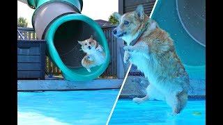 It's summer!  time to swim - SAMCORGI