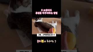 #외향고양이 #개냥이 #고양이브이로그 #길고양이 #뭉치와숭이 #길냥이입양 #서강대메리홀고양이 #뭉숭이네