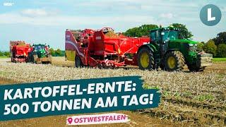 Kartoffelernte 2023: So macht man mit Kartoffeln Millionen! | WDR Lokalzeit Land.Schafft.