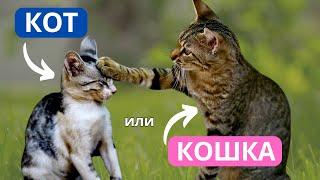 Кто ЛУЧШЕ - КОТ или КОШКА? Ответ вас удивит