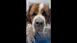 Giant Saint Bernard’s Running Down the Road Abandoned (Bonded )