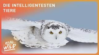 2+ Stunden, die cleversten & talentiertesten Tiere | Naturtalente | Real Wild Deutschland