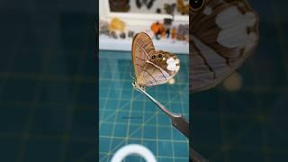 Commonly called the white patched Satyr butterfly in the family Nymphalidae #butterfly #taxidermy