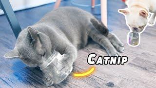 Russian Blue Cat having too much catnip...