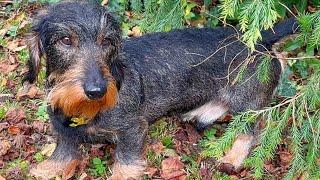 Dachshund Teddy's Perfect Autumn Day: Zoomies and ghost stories!  #TeddyTheDachshund