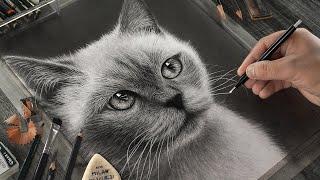 Easy Step by Step Guide for Drawing a Realistic CAT!