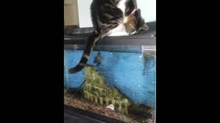 Fish chasing cats tail