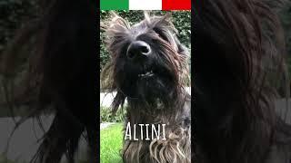 Io parlo italiano #watsonelscottie #felizviernes #chistes