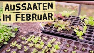 You can sow these vegetables in February - and which seeds should you wait to plant?