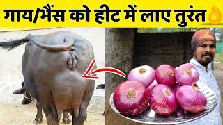 गाय/भैंस को हीट में लाए मात्र 2-3 दिनों में| Heat problem solution in dairy farm|Cow/Buffalo Heat.