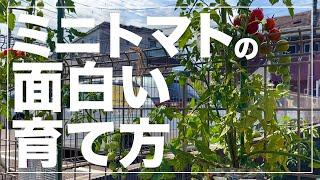 【場所が無くてもOK】ミニトマトをペットボトル水耕栽培で大量収穫！3種類の育て方を比較検証！美味しい育て方とは？！