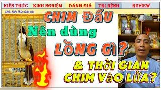 Theo Bạn Chào mào Đấu nên nuôi lồng gì và bao lâu thì Chim Lên Lửa Căng?