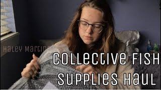 Preparing for the New Betta | Haul