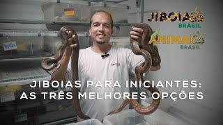 Jiboias para iniciantes: as três melhores opções