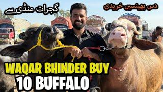 Alhumdulillah ️ Buy 10 New Buffalo's | گجرات منڈی سے دس نئی بھینسیں لے کے آئے