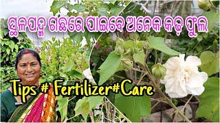 ସ୍ଥଳପଦ୍ମ ଗଛରେ ପାଇବେ ଅନେକ କଢ଼ ଫୁଲ|| Land lotus || Tips || Fertilizer ||Care|| Detail in Odia