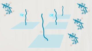 Proteoform analysis on the Nautilus Proteome Analysis Platform