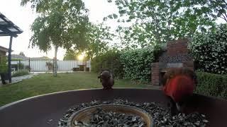 Crimson rosella - backyard birds - ozbirds