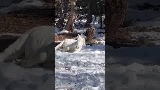 В Сванетии лошадь валяется в снегу, как собака