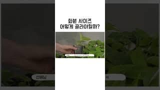 화분 사이즈는 어느정도가 적절할까?