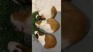 Guinea pigs about to give a birth