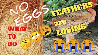 MOLTING CHICKENS!WHAT ARE THE SIGNS OF MOLTING CHICKENS? WHAT SHOULD WE DO WITH MOLTING CHICKENS?
