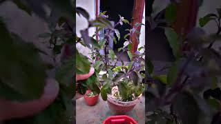 Tulsi ji tips for making in bushy and dense and how to pluck leaf #tulsi #tulsiplant #plants #bushy