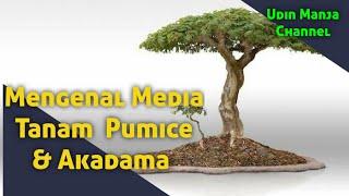 MENGENAL PUMICE DAN AKADAMA MEDIA TANAM SUPER UNTUK BONSAI PARA SULTHAN