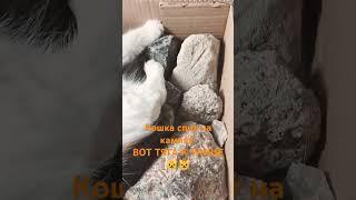 кошка спит на камнях