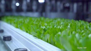 Nachhaltige Landwirtschaft neu gedacht, entwickelt und umgesetzt: Jungheinrich goes Vertical Farming