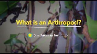 What is an Arthropod?