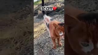 #cat #cute #cutecat #shorts #shortsvideo #trending #trendingshorts #viralshort