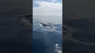 Amazing size Blue Whale - Planet Biru Channel