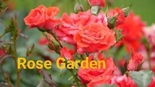 4K.Rose Garden After The Rain.Japan. 日本玫瑰花.