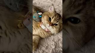 My kitty’s friend britishshorthair #catlover#cat kitty#kittenslovers #catvideos#catlovers#shorts