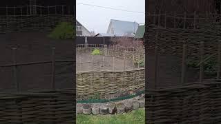 Плетенный забор из ивы. Столбики выгнули специально - так они высохнут и будут ровные. Серия 15