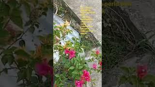 bunga kertas
