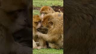 Monkey Viral Video #shorts