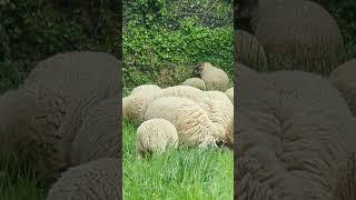 Si je continue à regarder Yellow Stone je vais finir avec 30 angus  #arretezmoi