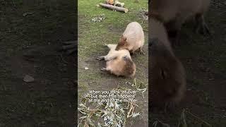 Capybara the movie #plottwist
